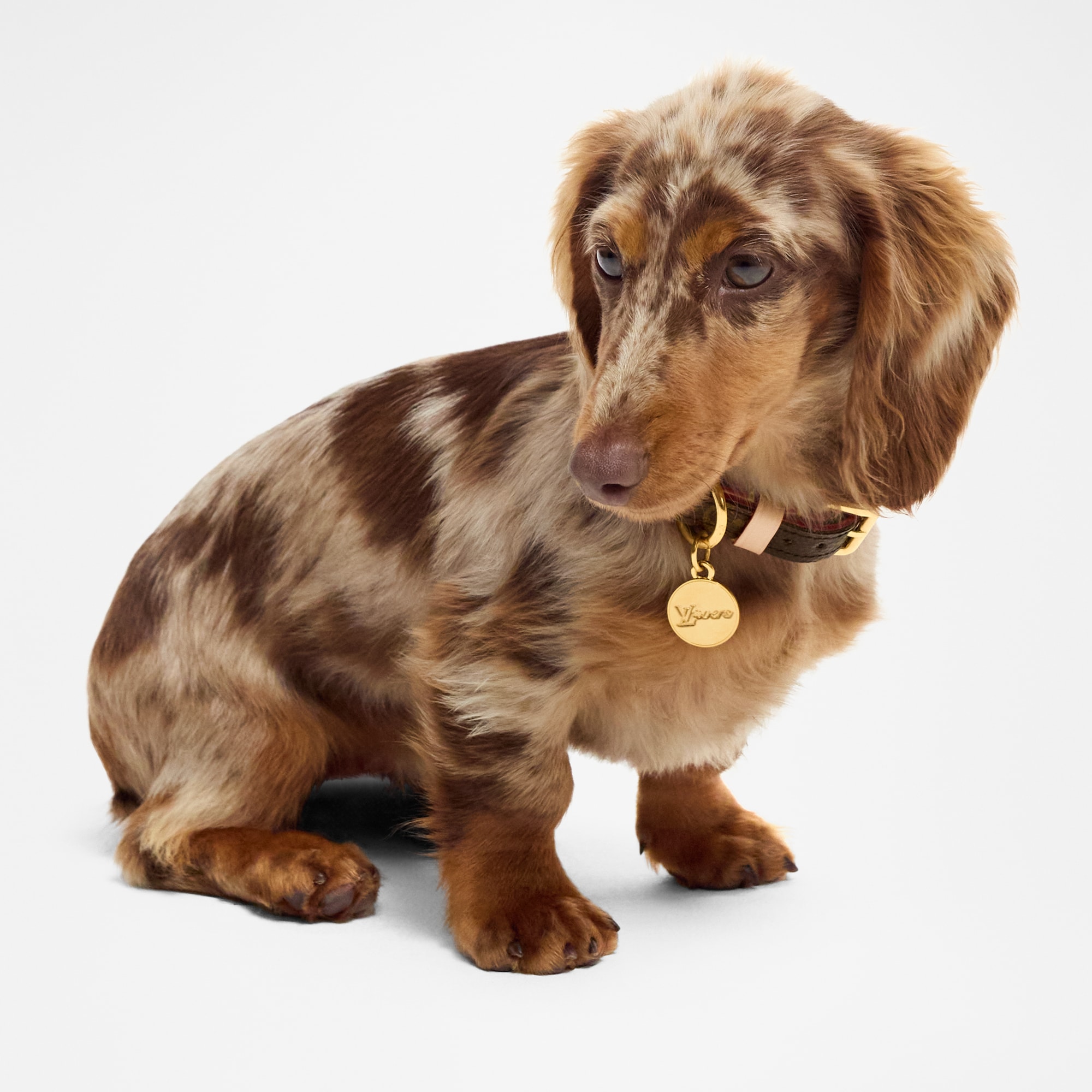 Dog Collar XS - Luxury Brown | LOUIS VUITTON